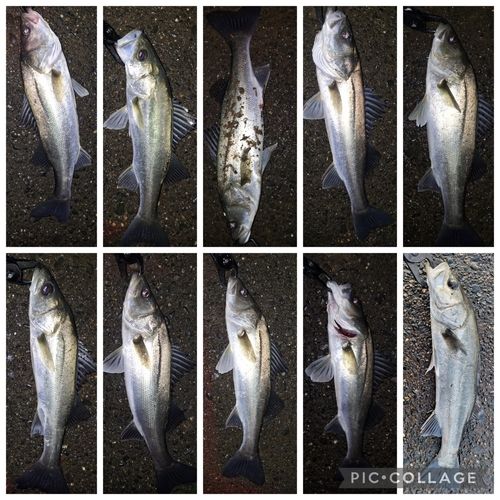 シーバスの釣果