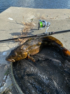 アイナメの釣果