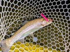 ニジマスの釣果