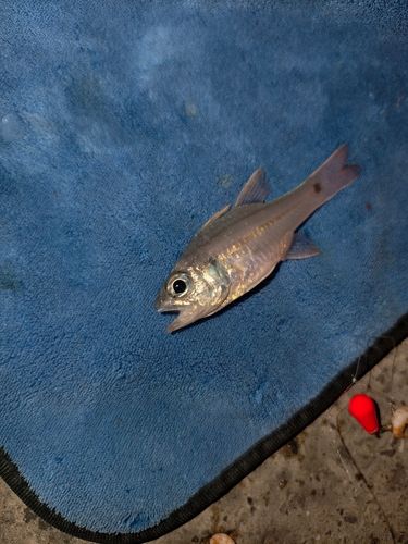 ネンブツダイの釣果