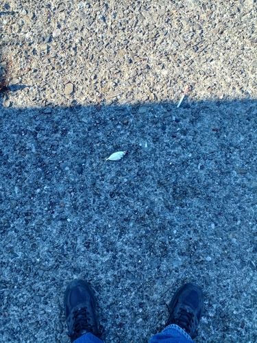 ヒイラギの釣果