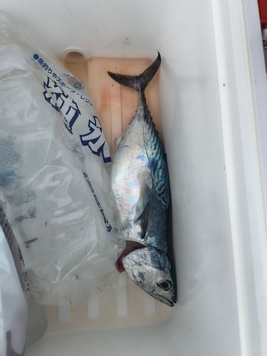 鴨池海づり公園