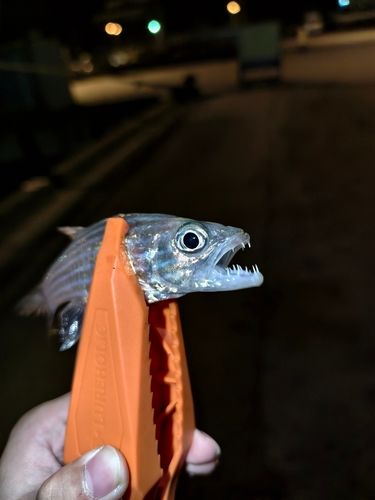 ヤライイシモチの釣果