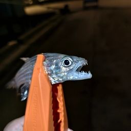 ヤライイシモチ