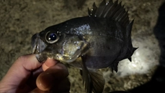 アオメバルの釣果