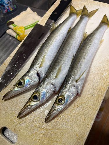 カマスの釣果