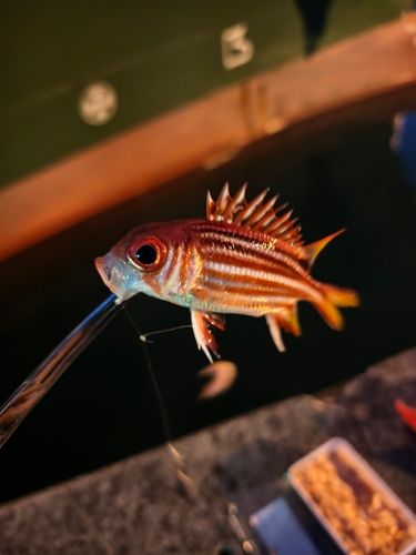 アヤメエビスの釣果