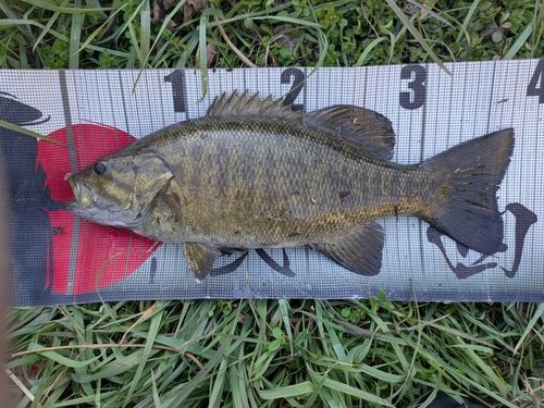 スモールマウスバスの釣果