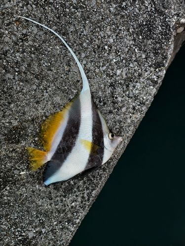 オニハタタテダイの釣果
