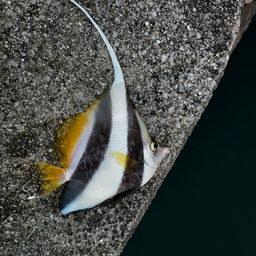 オニハタタテダイ