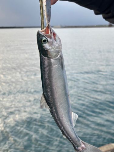 カラフトマスの釣果