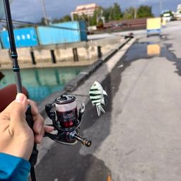 ロクセンスズメダイ