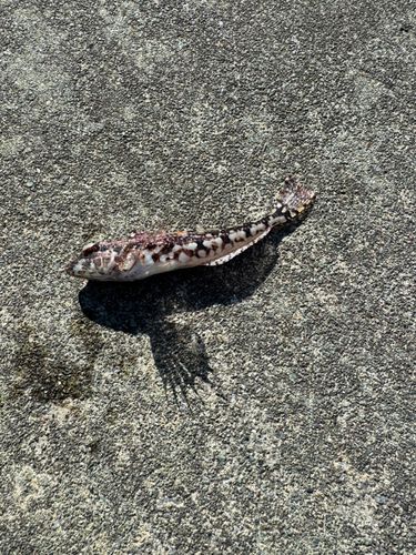 船越湾（岩手）