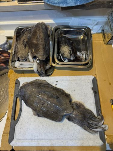 スミイカの釣果