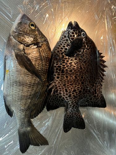 イシガキダイの釣果