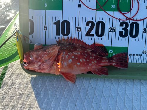 ウッカリカサゴの釣果