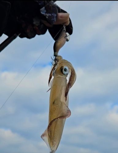 ケンサキイカの釣果