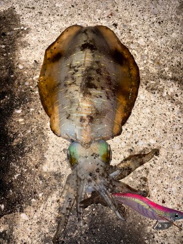 アオリイカの釣果