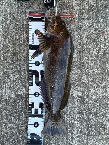 アイナメの釣果