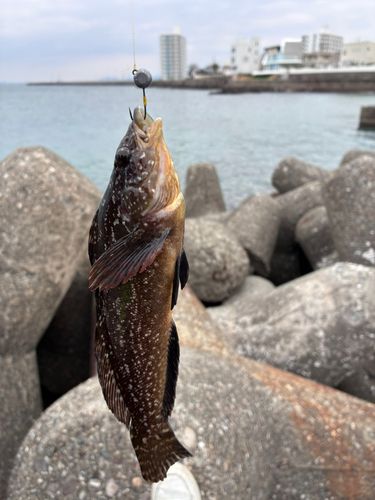 アイナメの釣果