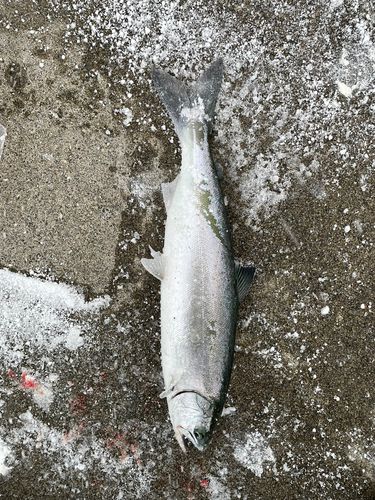 サクラマスの釣果