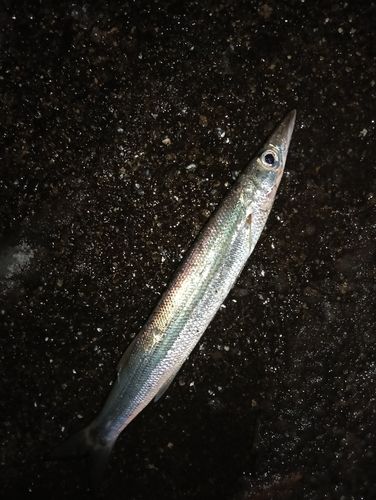 カマスの釣果