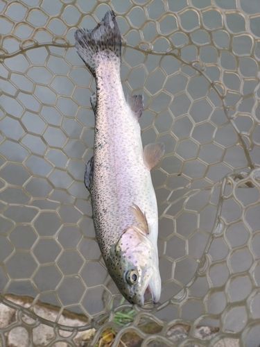 ニジマスの釣果