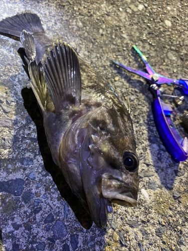 アイナメの釣果