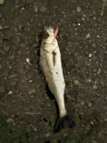 セイゴ（タイリクスズキ）の釣果