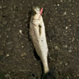 セイゴ（タイリクスズキ）