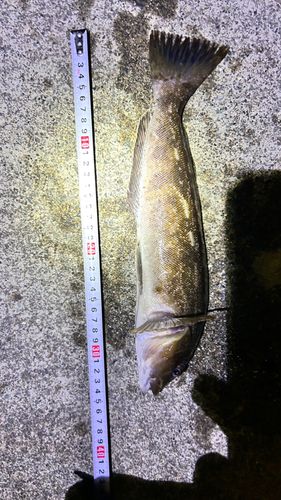 アイナメの釣果