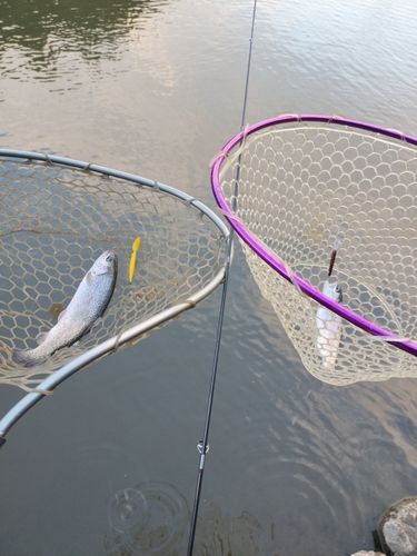 ニジマスの釣果