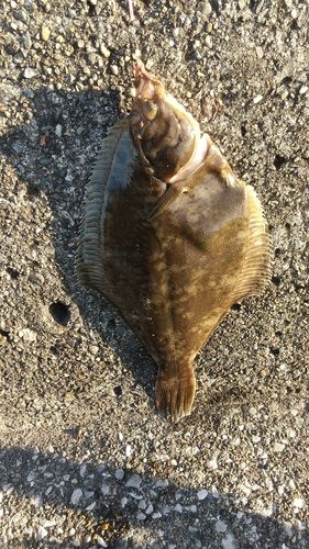 カレイの釣果