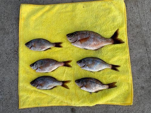 ウミタナゴの釣果