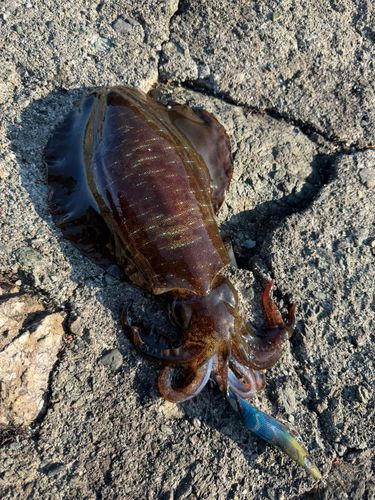 アオリイカの釣果