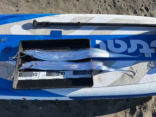 タチウオの釣果