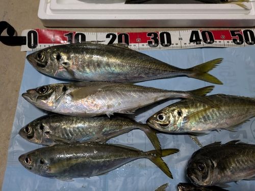マアジの釣果