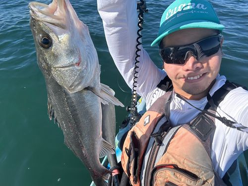 マルスズキの釣果