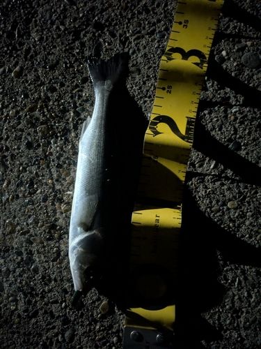 セイゴ（ヒラスズキ）の釣果