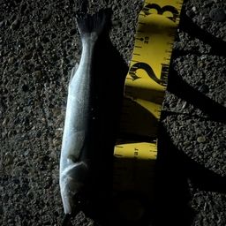 セイゴ（ヒラスズキ）