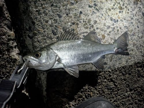 セイゴ（ヒラスズキ）の釣果