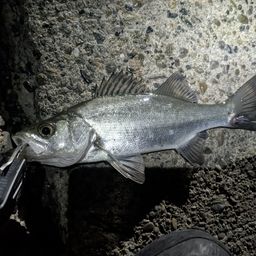 セイゴ（ヒラスズキ）