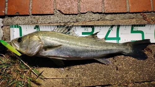 シーバスの釣果