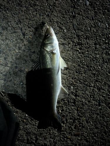 セイゴ（ヒラスズキ）の釣果