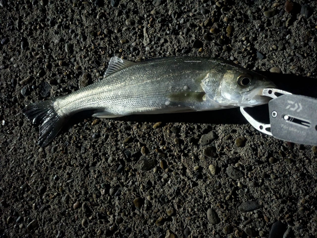 セイゴ（ヒラスズキ）