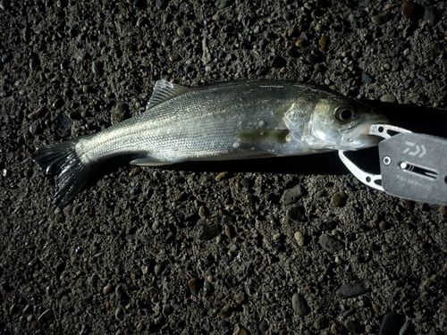 セイゴ（ヒラスズキ）の釣果