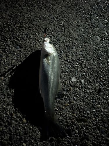 セイゴ（ヒラスズキ）の釣果