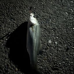 セイゴ（ヒラスズキ）