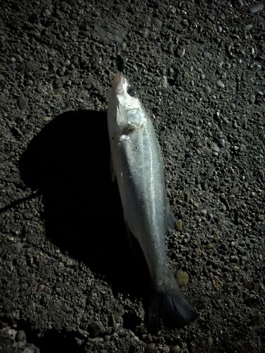 セイゴ（ヒラスズキ）の釣果