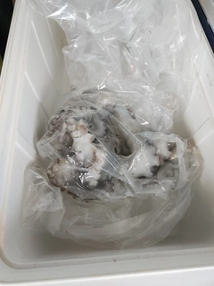 タコの釣果